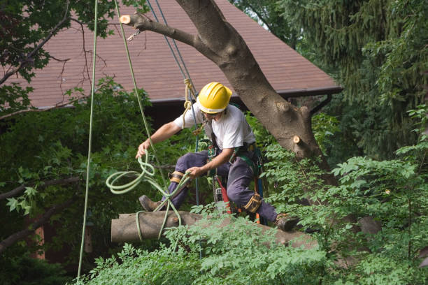 Best Tree Trimming and Pruning  in USA